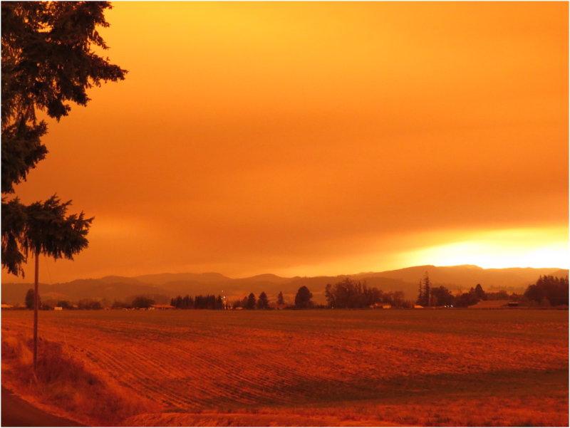 OrangeDays-78.jpg