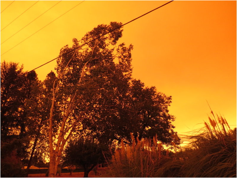 OrangeDays-79.jpg
