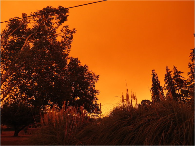 OrangeDays-80.jpg