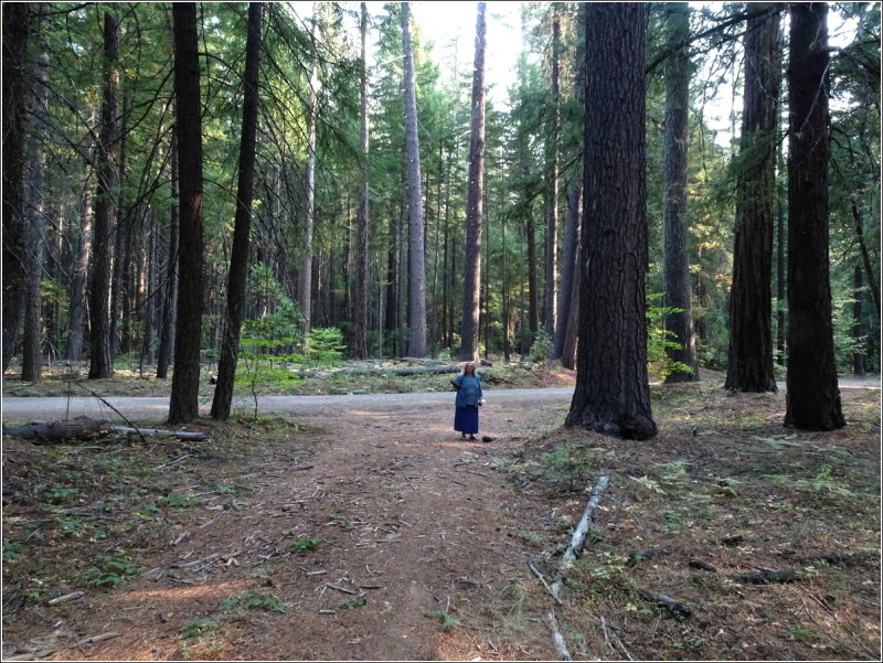 Another cache...  N picking up pine cones