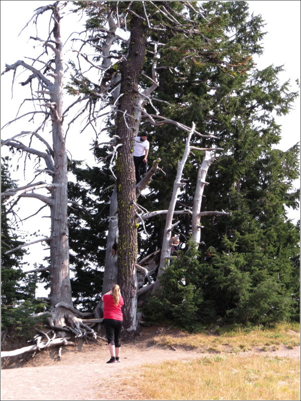 Look UP in the tree - and the kid in the tree to the right