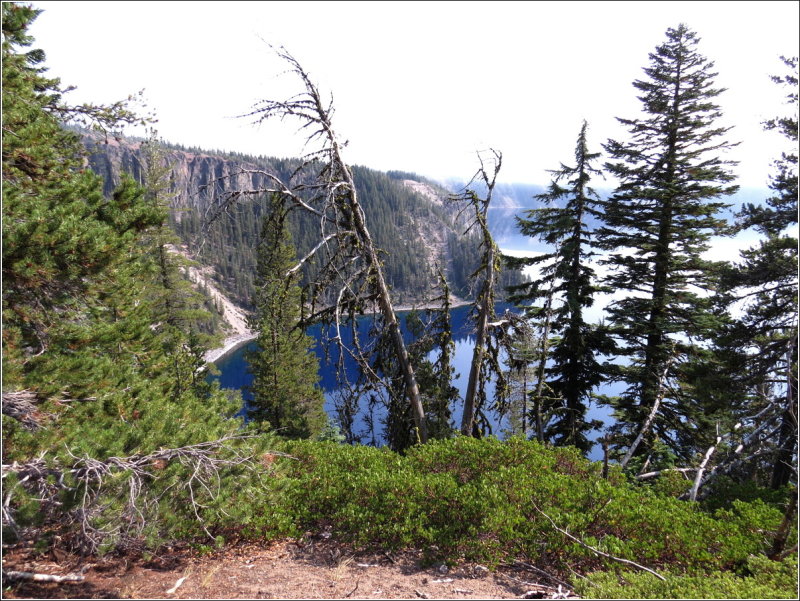 White Bark pines