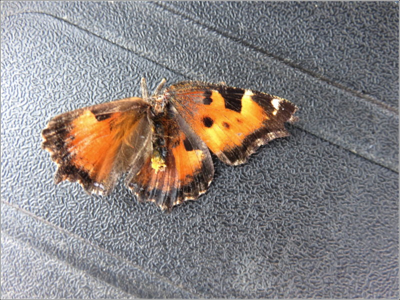 California Tortiseshell butterfly - they were everywhere, especially in our grille