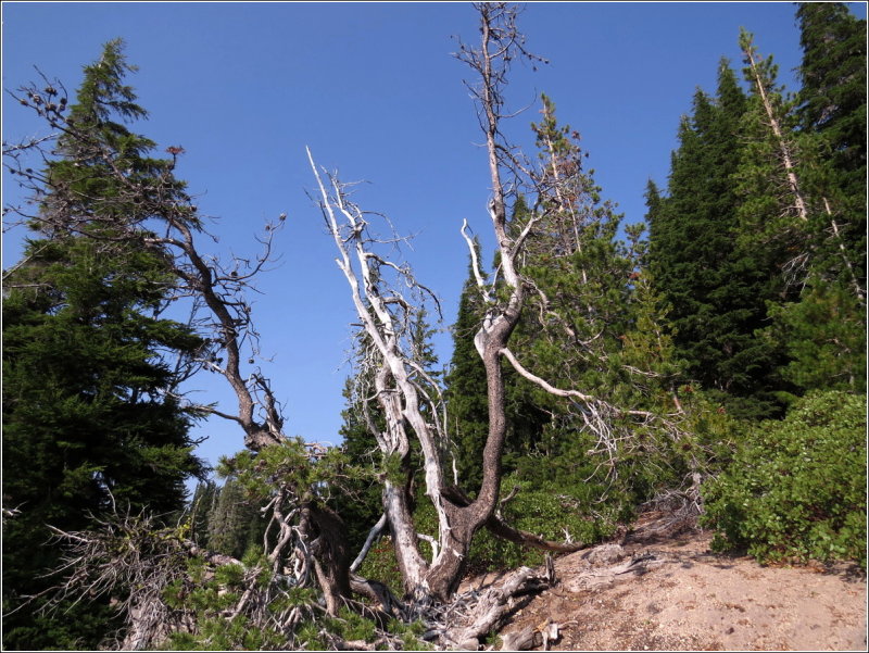 White bark pines - spread exclusively by the Clark's Nutcrackers