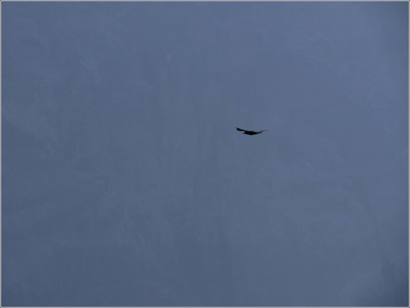 Raven