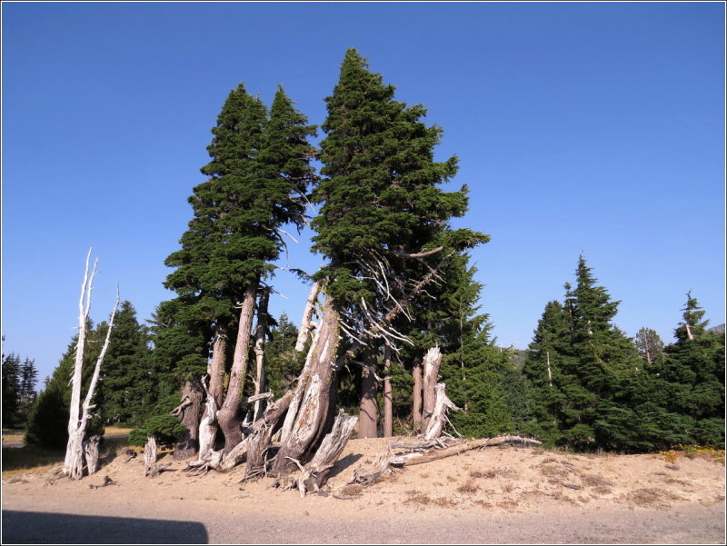 Whitebark pines