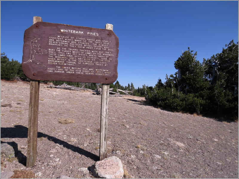 Information on the WhiteBark Pines