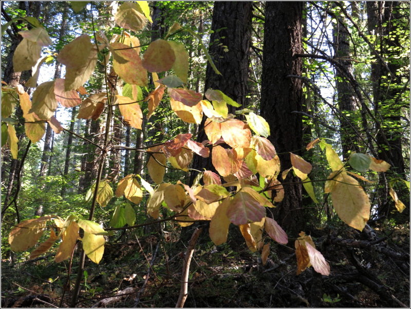 Fall Colors