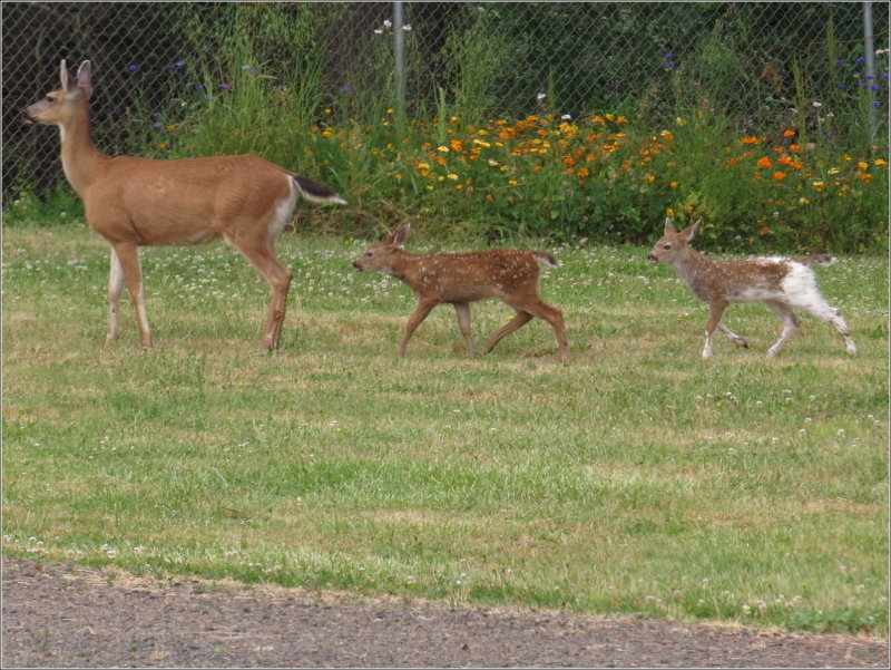 Piebald fawn