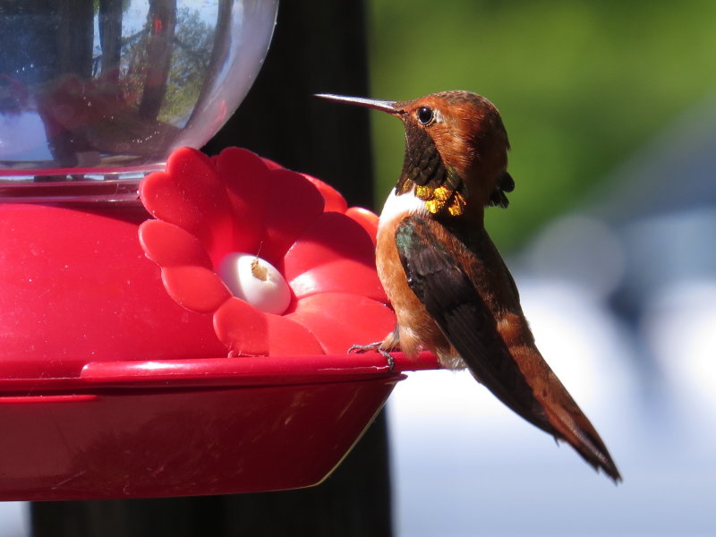 Hmmmm - Rufous male