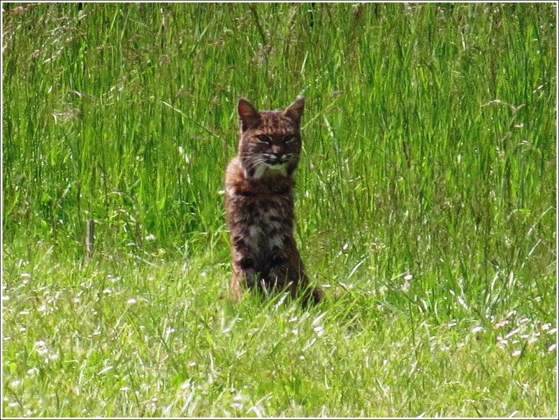 Bobcat