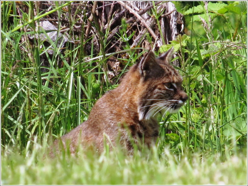 Bobcat