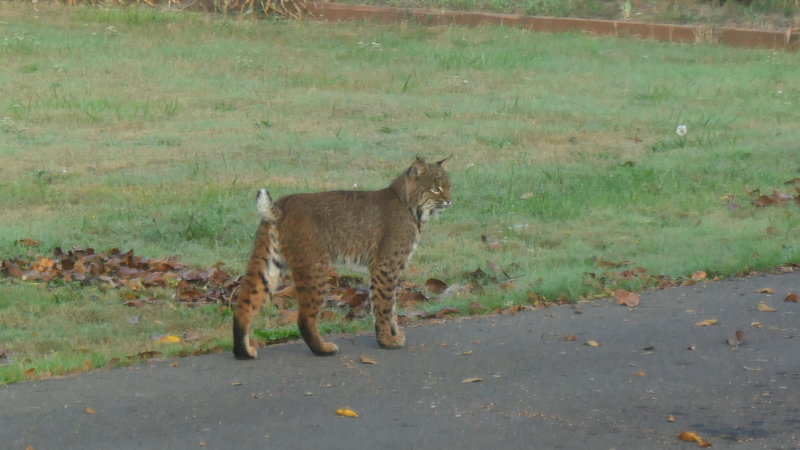 Morning visitor...