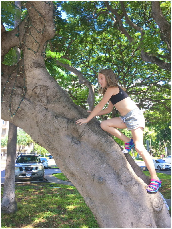 0050B-Ph - A climbable tree!