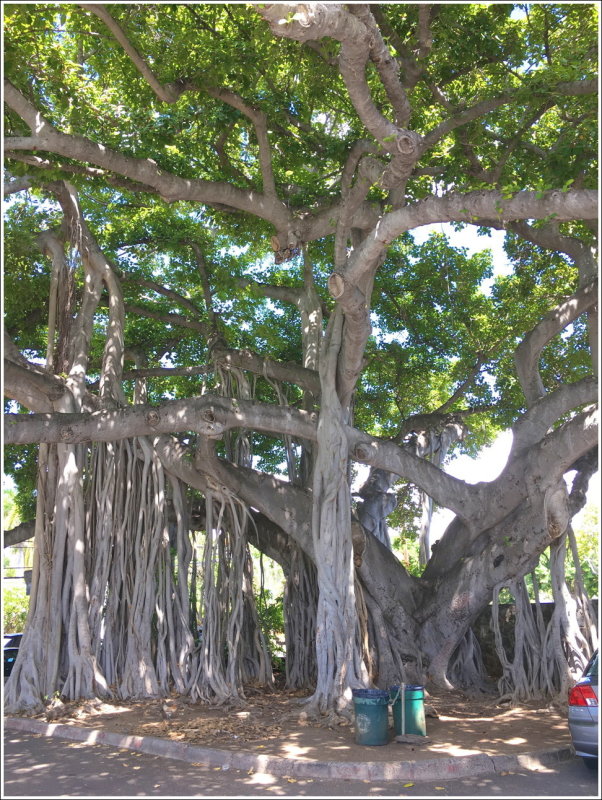 0121B-Ph - Park entrance banyon tree