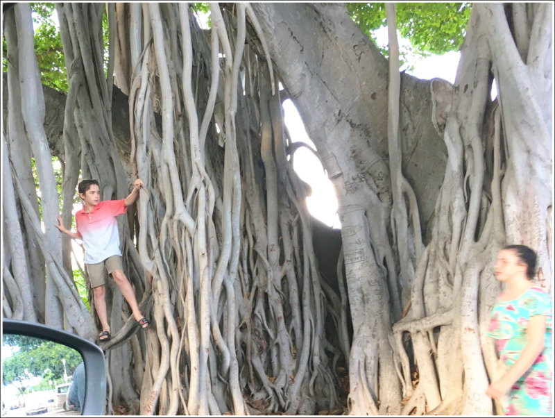 0309B-Ph - Kids and banyon tree roots!