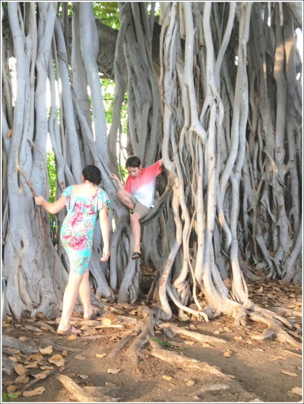 0310N-Ph - The kids loved playing in the banyon tree roots near the entrance
