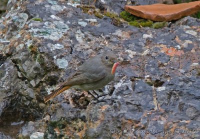 Svart rdstjrt, female