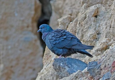 Klippduva Columba livia domestica