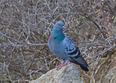 Klippduva Columba livia domestica