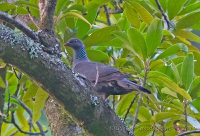 Kanarieduva Columba bollii