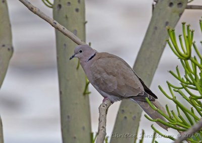 Turkduva  Streptopelia decaocto