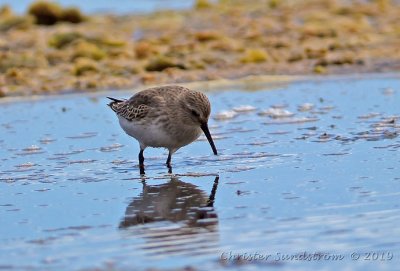 Spovsnppa  Calidris ferruginea