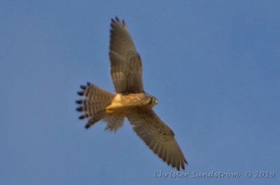 Tornfalk  Falco tinnunculus canariensis