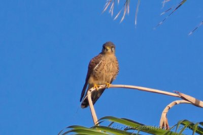 Tornfalk  Falco tinnunculus canariensis