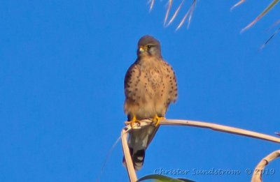 Tornfalk  Falco tinnunculus canariensis