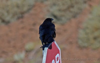 Korp  Corvus corax tingitanus