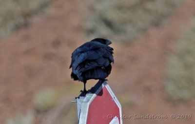 Korp  Corvus corax tingitanus