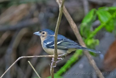 Bofink, Fringilla coelebs canariensis, male