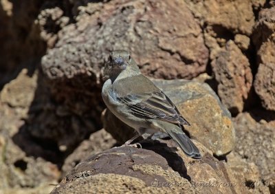 Bl bofink, female