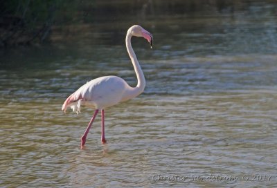 Strre flamingo  