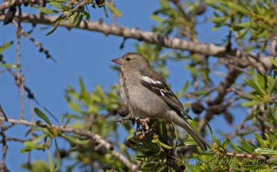 Bofink, female