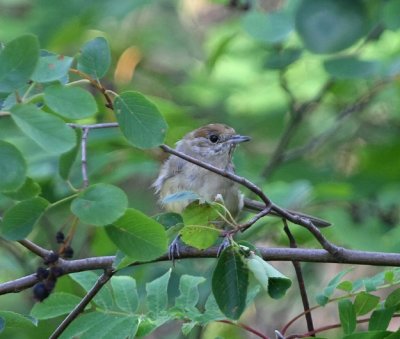 Svarthtta, female