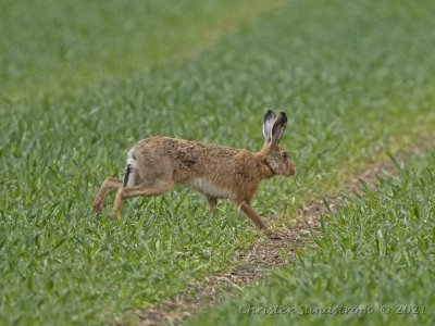 Pikas, Rabbits and Hares