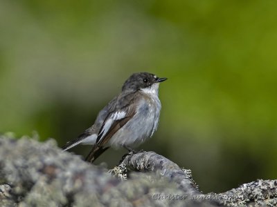 Svartvit flugsnappare, male