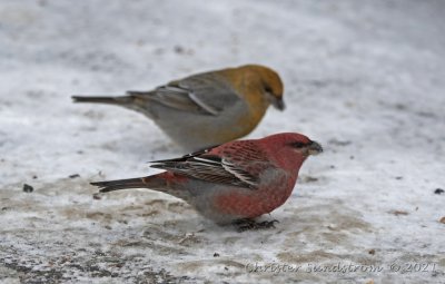 Tallbit, female and male