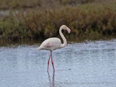 Strre flamingo  
