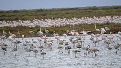 Strre flamingo 