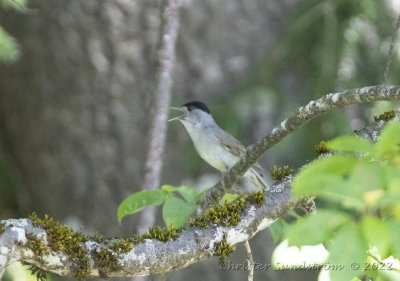 Svarthtta, male