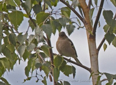 Bofink, male