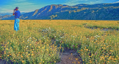 Larry in the Poppies