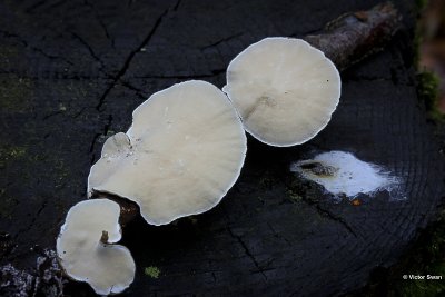 Gewoon elfenbankje -Trametes versicolorJPG