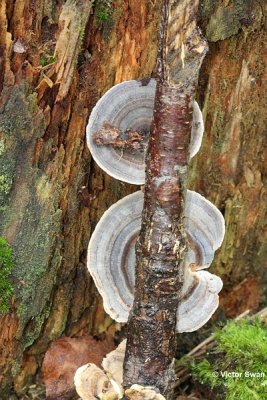 Gewoon elfenbankje -Trametes versicolor.JPG