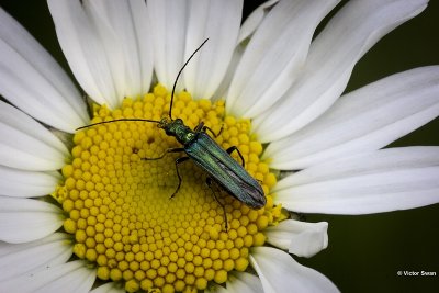 Fraaie Schijnboktor - Oedemera nobilis.JPG