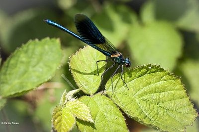 Weidebeekjuffer - Calopteryx splendens .JPG