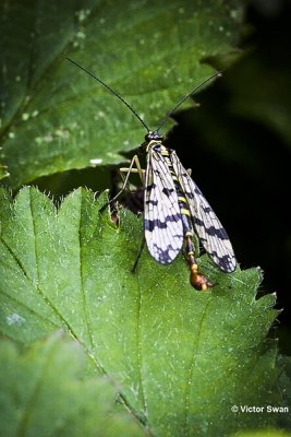 Gewone Schorpioenvlieg - Panorpa communis.JPG